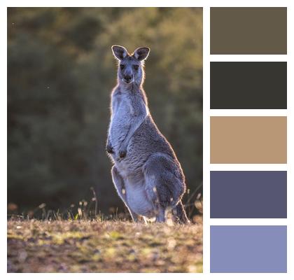 Kangaroo Eastern Grey Kangaroo Marsupial Image